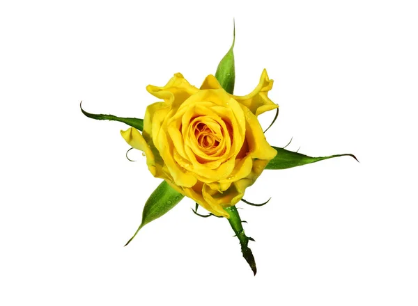 Gelbe Rose isoliert auf weißem Hintergrund. — Stockfoto