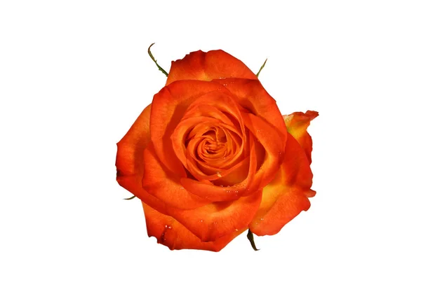 Rose Blume auf weißem Hintergrund. — Stockfoto