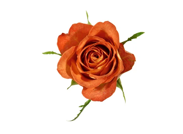 Orange Rose isoliert auf weißem Hintergrund. — Stockfoto