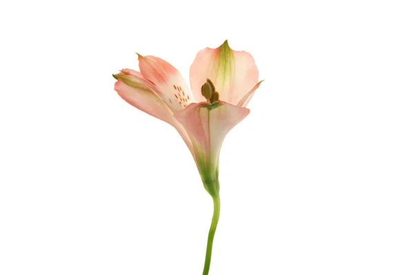 Rosa Alstroemeria Blume auf weißem Hintergrund. — Stockfoto