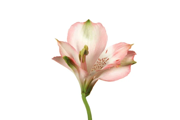 Rosa Alstroemeria Blume auf weißem Hintergrund. — Stockfoto
