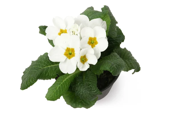 Flores brancas da Primula em um potenciômetro no fundo branco . — Fotografia de Stock