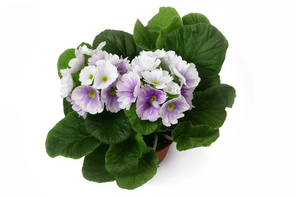 Lilac Primula flores em um pote no fundo branco . — Fotografia de Stock