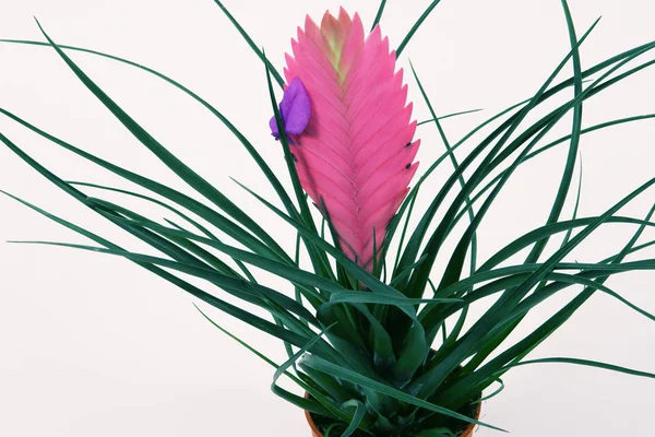 Flor de Tillandsia Cyanea roxa — Fotografia de Stock