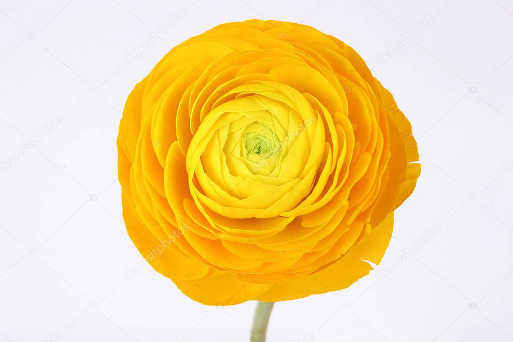 Yellow ranunculus flower on white background