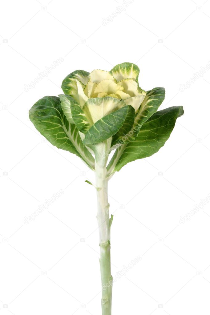 Ornamental cabbage on white background.