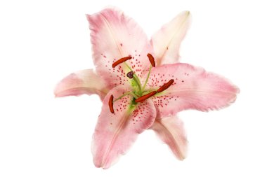 Beyaz arkaplanda pembe zambak çiçeği.