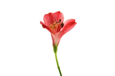 Beyaz bir arka plan üzerinde izole alstroemeria çiçek.