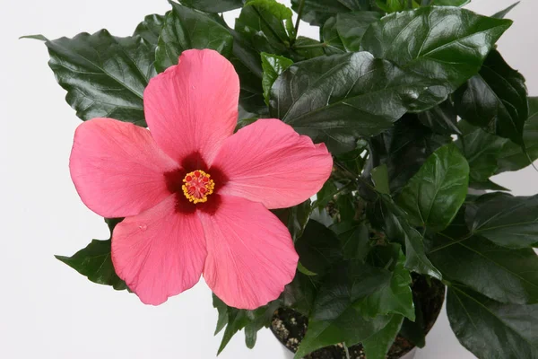 Pink Hibiscus flower on white background.