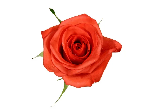 Rosa Rose isoliert auf weißem Hintergrund. — Stockfoto
