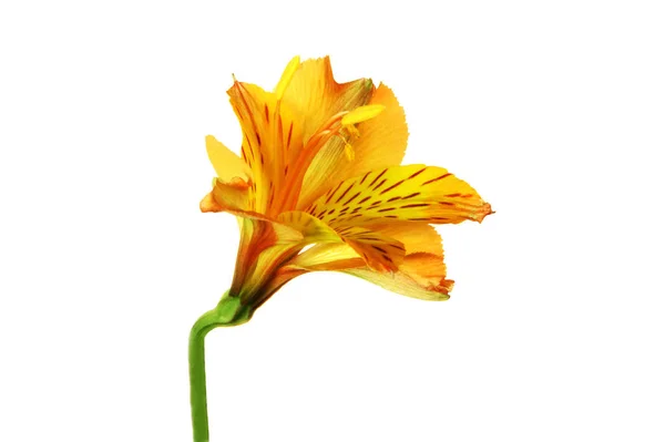 Flor de la Alstroemeria aislada sobre fondo blanco . — Foto de Stock