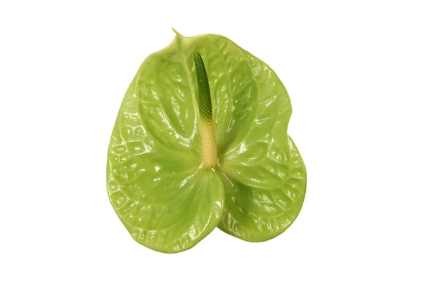 Зелена Квітка Антуріуму Ізольована Білому Тлі — стокове фото