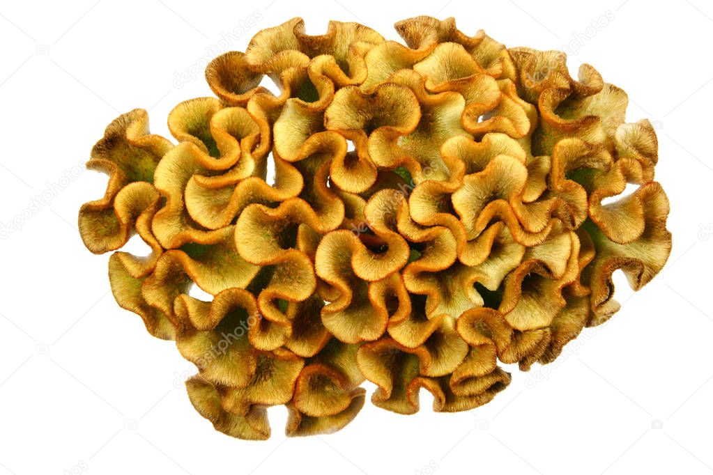 Yellow Celosia flower isolated on white background.