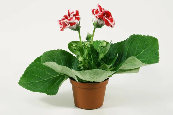 Planta florescente de Gloxinia em vaso de plantas . — Fotografia de Stock