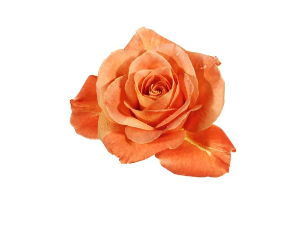 Orange Rose isoliert auf weißem Hintergrund. — Stockfoto