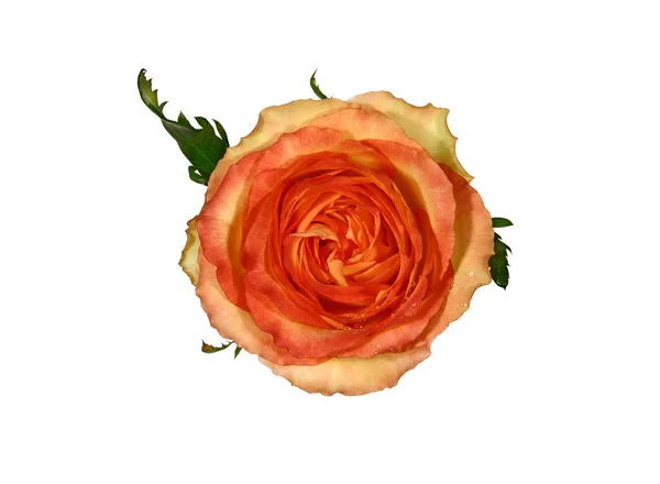 Rose isoliert auf weißem Hintergrund. — Stockfoto