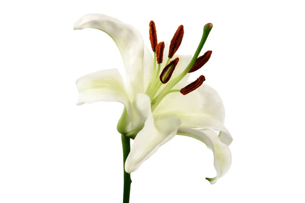 White lily flower ion white background. — Stock Photo, Image