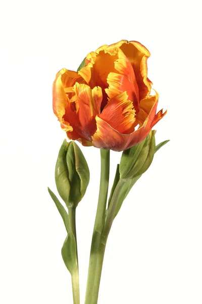 Fleur de tulipe panachée orange sur fond blanc . — Photo