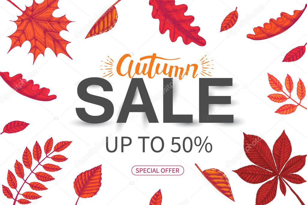 Vector Sale Autumn banner. Lettering. Sketch. Hand drawn doodle leaves maple, birch, chestnut, acorn, ash tree, oak. Engraving illustration.Special Offer, up to 50%. flyer. Lettering. Advertising