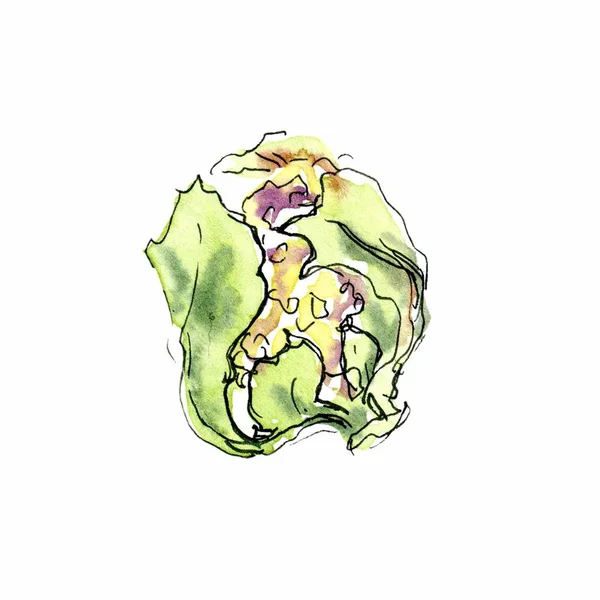 Watercolor sketch illustration of cauliflower pictured — Stock Photo, Image