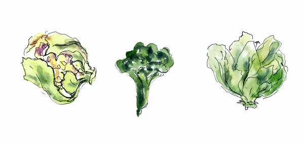 Акварельний набір ілюстрацій ручної малювання капусти. Ескіз брокколі, цвітна капуста — стокове фото