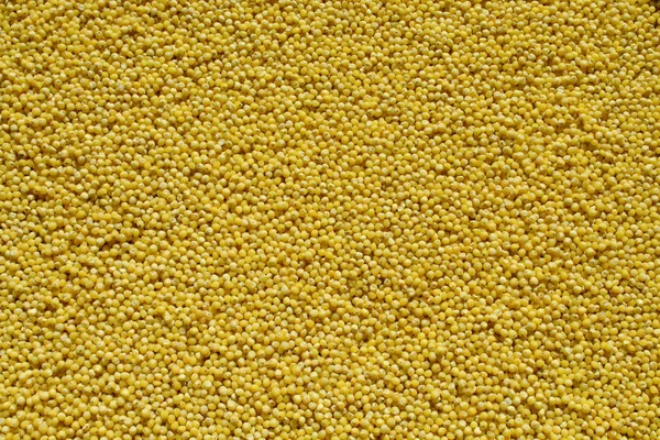 Sarı darı arka plan. Cilalı darı doku ve Ayrıntılar