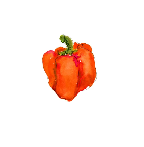 Aquarell Skizze Von Paprika Abbildung Der Geschnittenen Roten Paprika — Stockfoto
