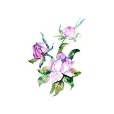 El çekilmiş güzel pembe şakayık suluboya çizimi