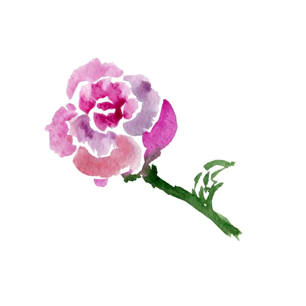 Schizzo Rosa Rosa Acquerello Fiore Isolato Bianco Illustrazione — Foto Stock