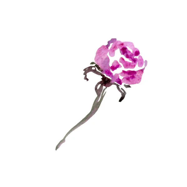 Skiss Ros Akvarell Blomma Isolerad Vit Illustration — Stockfoto