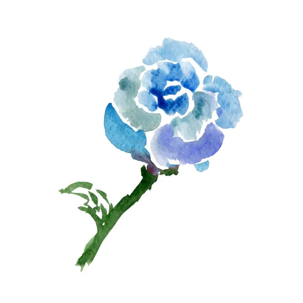 Skiss Blue Rose Akvarell Blomma Isolerad Vit Illustration — Stockfoto