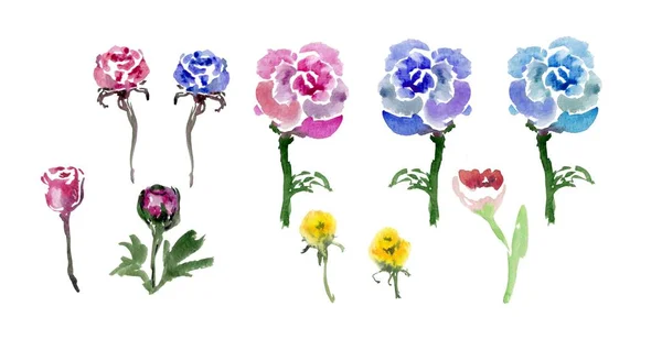 Suluboya çiçek öğeleri ayarlayın. Kır çiçekleri. Beyaz renkli çayır çiçekler topluluğu.