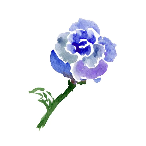 Boceto Rosa Azul Flor Acuarela Aislada Blanco Ilustración — Foto de Stock