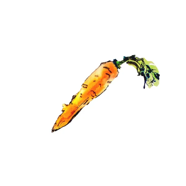 Акварельна морква ізольована на білому тлі . — стокове фото