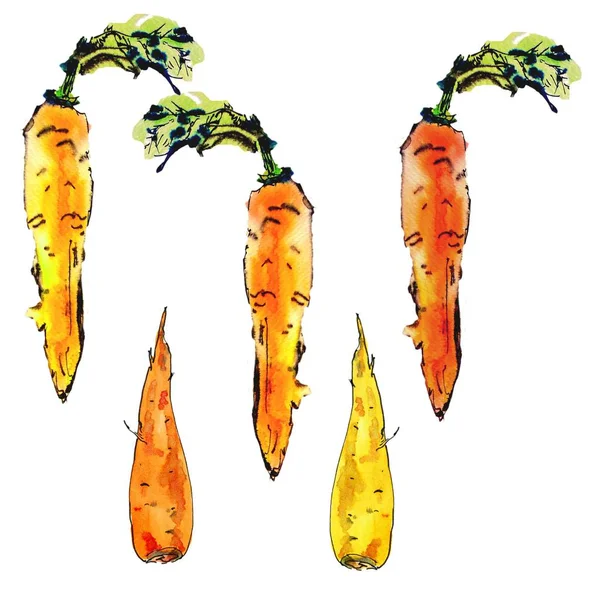 Set de morcov de acuarelă izolat pe fundal alb . — Fotografie, imagine de stoc