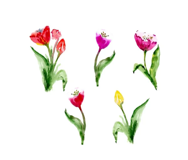 Acuarela tulipán floral backgraund. Ilustración aislada de primavera . — Foto de Stock