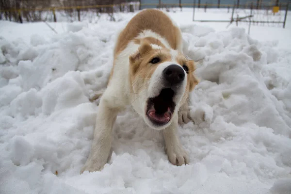 Puppy of alabai on the snow — Stock Photo, Image