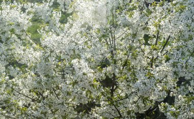 Güzel kiraz çiçeği bahar güneşli bir günde, duvar kağıdı