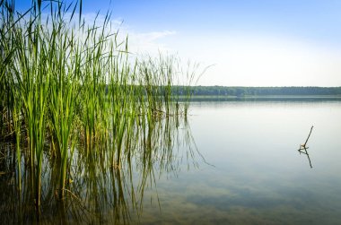 Orman Gölü bir sıcak yaz sabahı