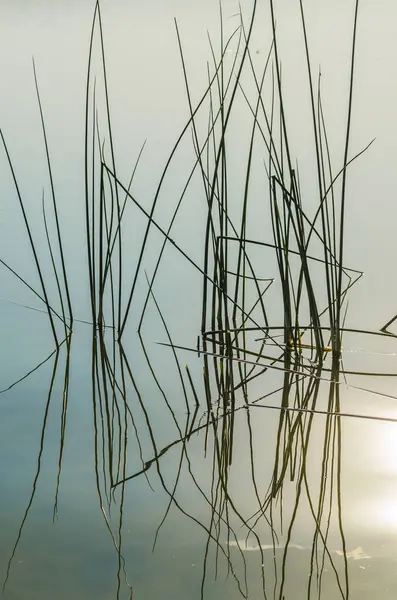 Orman Gölü bir sıcak yaz sabahı