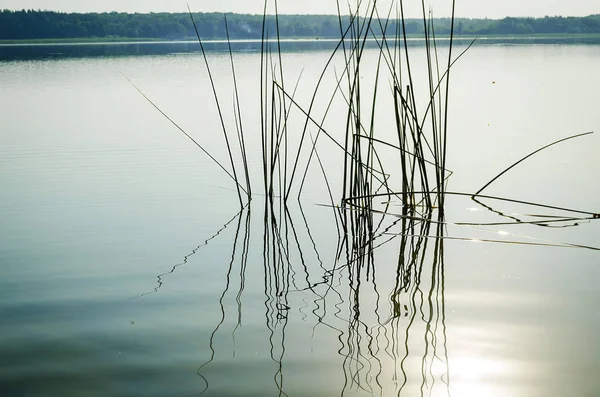 Лесовое Озеро Теплое Летнее Утро — стоковое фото
