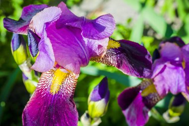 bahçede yaz aylarında çiçek açan mor süsen