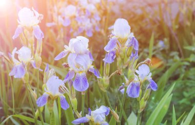 Bahçedeki sıradan mavi beyaz süsen