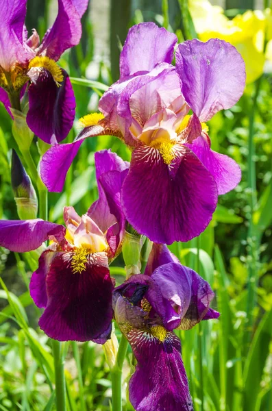 bahçede yaz aylarında çiçek açan mor süsen