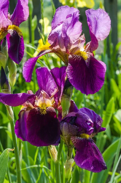 Фиолетовые Ирисы Цветущие Саду Летом — стоковое фото