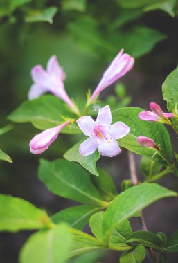 Weigel sokağın bahçesindeki çalılıklara yakın çiçekler.