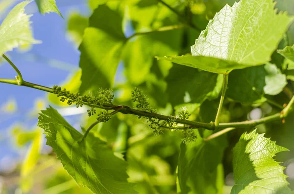 Flowering Grapes Spring Garden — Stock Photo, Image