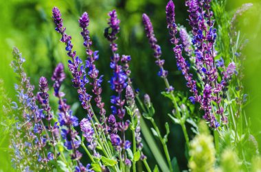yakın çekim alanındaki şifalı bitkiler menekşe mavi çiçekler