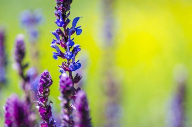 yakın çekim alanındaki şifalı bitkiler menekşe mavi çiçekler