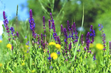 yakın çekim alanındaki şifalı bitkiler menekşe mavi çiçekler